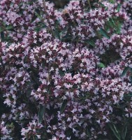 Majoran_Pot_Samen_1.jpg Majoran_Pot_Samen_1.jpg