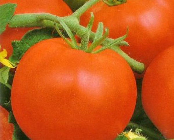 Mobil Tomaten Samen