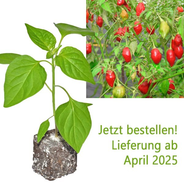 BIO_Rainforest_Chili-Pflanze_01.jpg