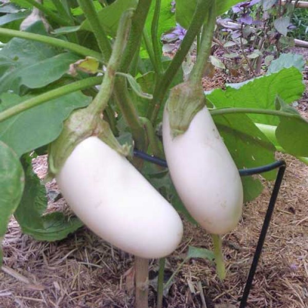 Aubergine_White_Casper_Samen_1.jpg