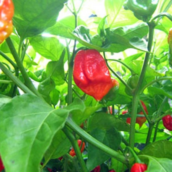 BIO Habanero Martinique Chili Samen