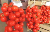 Regina Tomaten Samen Regina Tomaten Samen