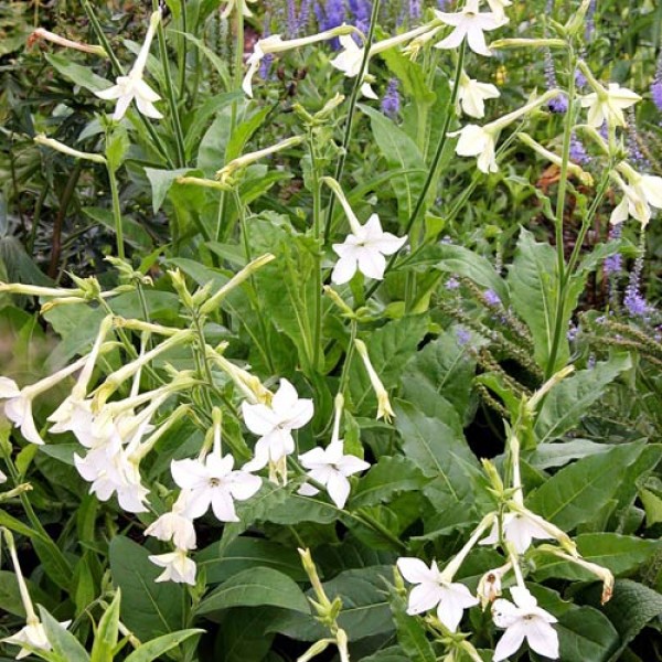 Ziertabak_Nicotiana_Affinis_Alba_Samen_1.jpg