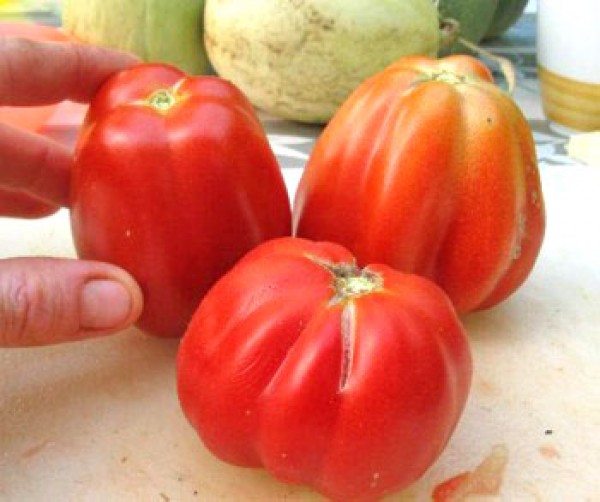 Costoluto Fiorentino Tomaten Samen