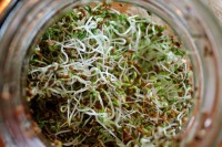 Alfalfa_Samen_1.jpg Alfalfa_Samen_1.jpg