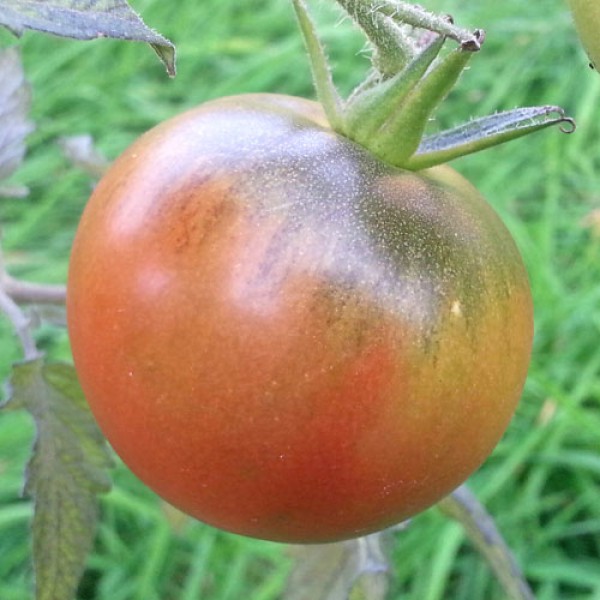 Purple Cherokee Tomaten Samen