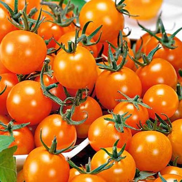 Figiel_Tomaten_Samen_1.jpg