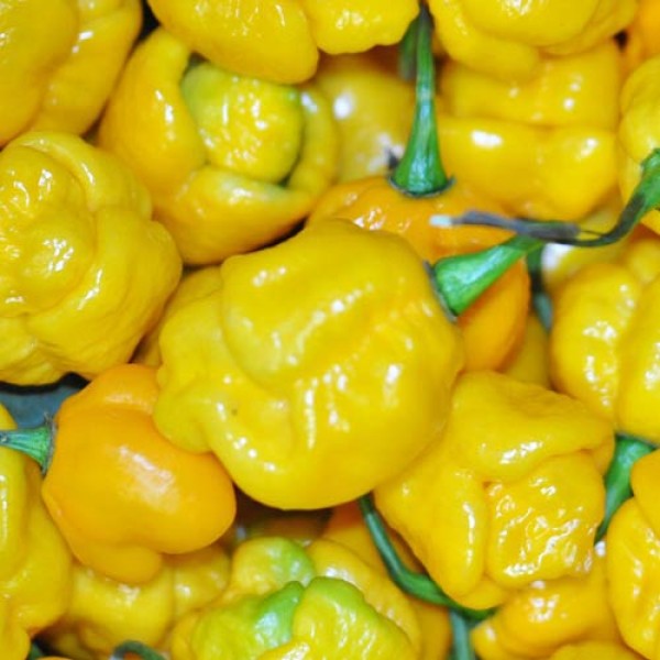 BIO 7 Pot Brainstrain Chilis Yellow frisch 1kg
