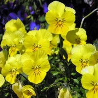 Stiefmuetterchen_Swiss_Giant_Coronation_Gold_Yellow_Samen_1.jpg Stiefmuetterchen_Swiss_Giant_Coronation_Gold_Yellow_Samen_1.jpg