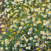 Echte_Kamille_Samen_1.jpg Echte_Kamille_Samen_1.jpg