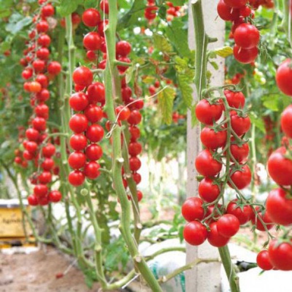 Terminato Ciliegia Tomaten Samen