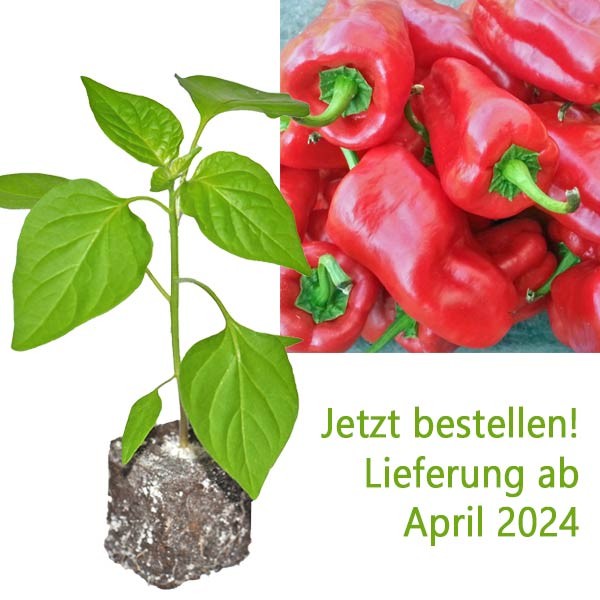 BIO Letschauer Schoten Pfeffer Chili-Pflanze