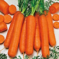 Karotte_Berlicum_Samen_1.jpg Karotte_Berlicum_Samen_1.jpg