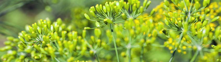 Dill, Fenchel & Kümmel