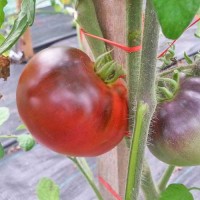 Indigo_Apple_Tomaten_Samen_1.jpg Indigo_Apple_Tomaten_Samen_1.jpg