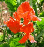 Duftwicke_Henry_Eckford_Samen_1.jpg Duftwicke_Henry_Eckford_Samen_1.jpg