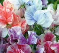 Duftwicke_Heaven_Scent_Mix_Samen_1.jpg Duftwicke_Heaven_Scent_Mix_Samen_1.jpg