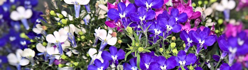 Lobelia