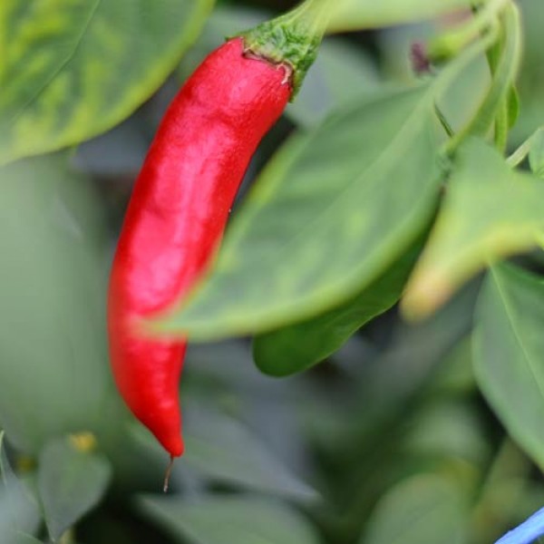 BIO Drago Chili Samen