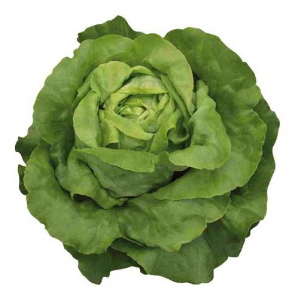 Kopfsalat Sylvesta Pellets Samen