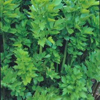 Liebstoeckel_Samen_1.jpg Liebstoeckel_Samen_1.jpg