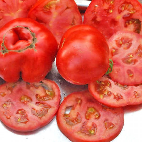 Sub Arctic Plenty Tomaten Samen