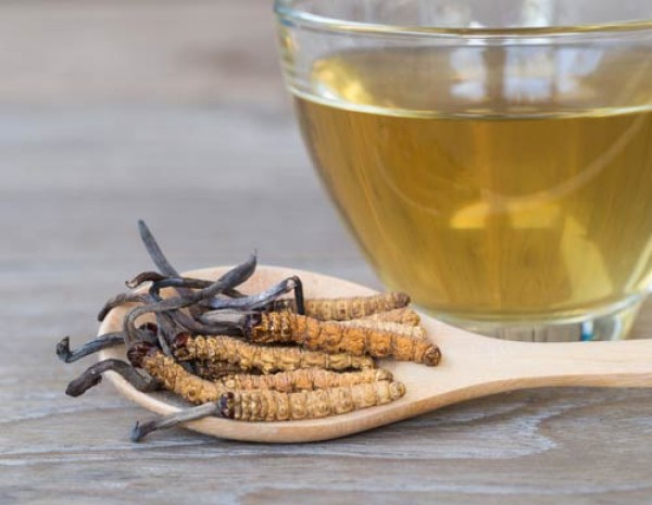 Cordyceps_der_Chinesische_Heilpilz_1.jpg