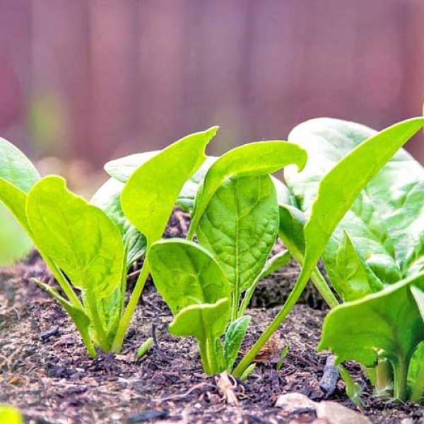 Spinat - Anbau im eigenen Garten