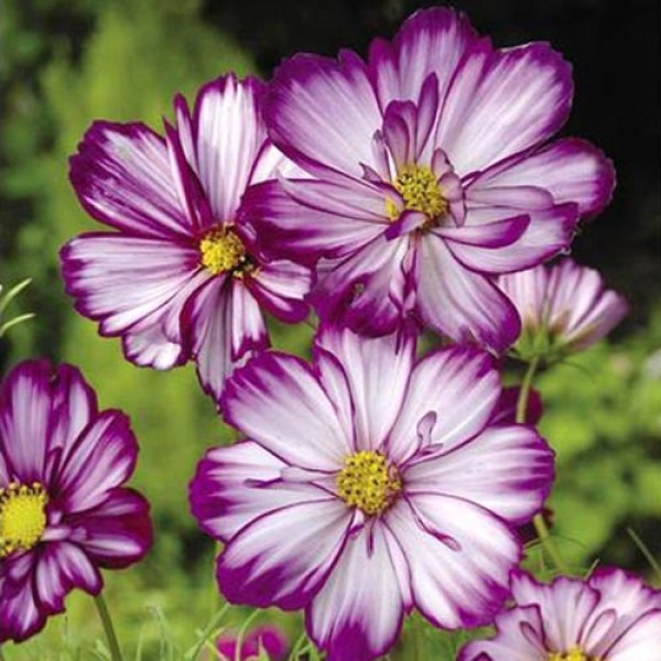 Schmuckkoerbchen_Cosmea_Fizzy_Rose_Picotee_Samen_1.jpg