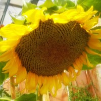 Sonnenblume_Mongolian_Giant_Samen_1.jpg Sonnenblume_Mongolian_Giant_Samen_1.jpg