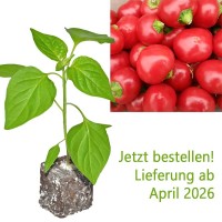 BIO_Cherry_Bomb_Chili-Pflanze_01.jpg BIO_Cherry_Bomb_Chili-Pflanze_01.jpg