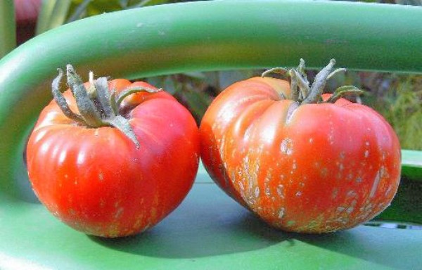 Feuerwerk_Tomaten_Samen_1.jpg