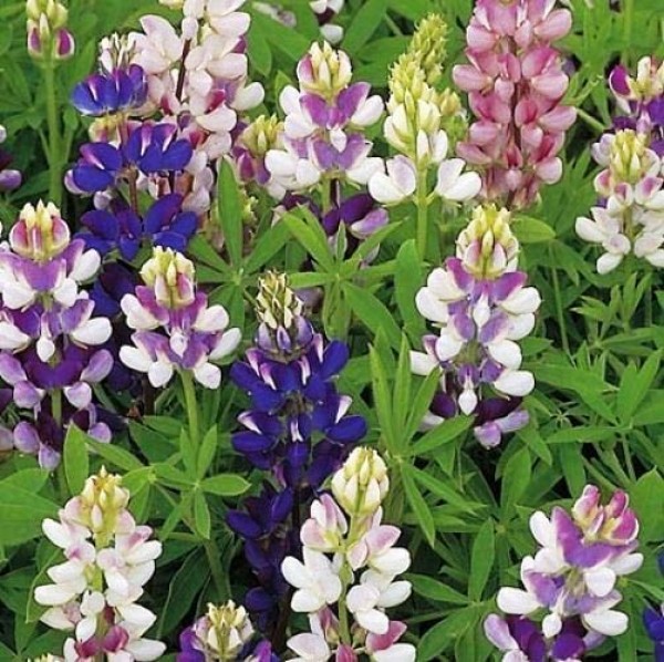 Lupine_Pixie_Delight_Mix_Samen_1.jpg