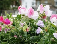 Duftwicke_Dwarf_Cupid_Mix_Samen_1.jpg Duftwicke_Dwarf_Cupid_Mix_Samen_1.jpg