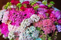 Schafgarbe_Pastel_Mix_Samen_1.jpg Schafgarbe_Pastel_Mix_Samen_1.jpg