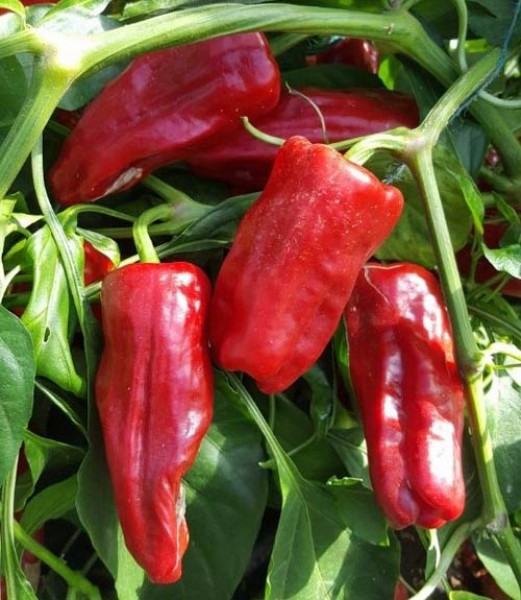 Pimento de Padron Chili Samen