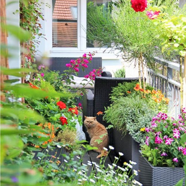 Bienenfreundlicher_Balkon_1.jpg