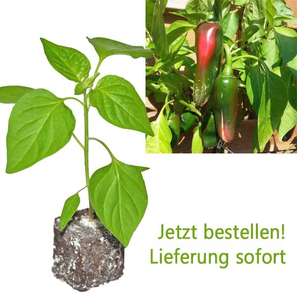 BIO Jalapeno Big Chili-Pflanze