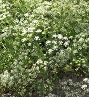 Anis_Samen_1.jpg Anis_Samen_1.jpg