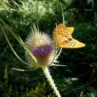 Wilde_Karde_Samen_1.jpg Wilde_Karde_Samen_1.jpg