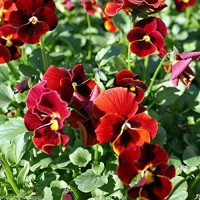 Stiefmuetterchen_Swiss_Giant_Alpine_Glow_Samen_1.jpg Stiefmuetterchen_Swiss_Giant_Alpine_Glow_Samen_1.jpg