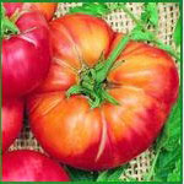 Mr.Stripey Beefsteak Tomaten Samen