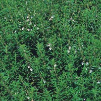 Bohnenkraut_Savory_Winter_Samen_1.jpg Bohnenkraut_Savory_Winter_Samen_1.jpg