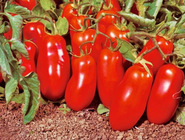 San Marzano Nano Tomaten Samen