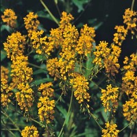 Faerberwaid_Samen_1.jpg Faerberwaid_Samen_1.jpg