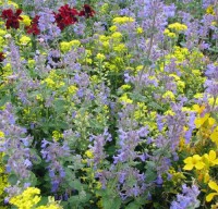 Katzenminze_Samen_1.jpg Katzenminze_Samen_1.jpg