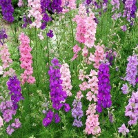 Rittersporn_Samen_1.jpg Rittersporn_Samen_1.jpg