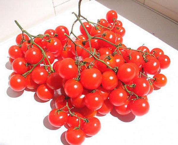 Riesentraube Tomaten Samen