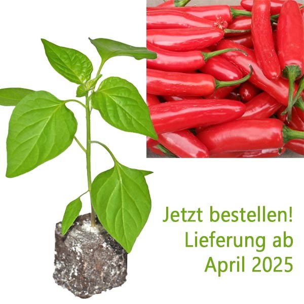 BIO_Serrano_Chili-Pflanze_01.jpg