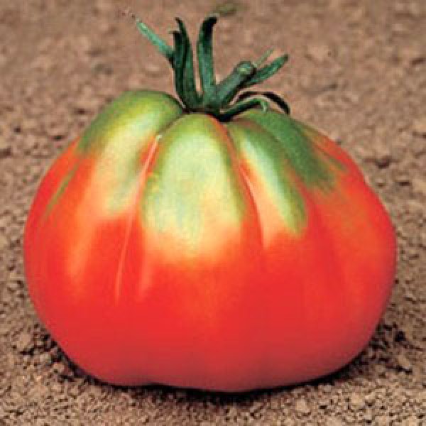 Giant Pear Red Tomaten Samen